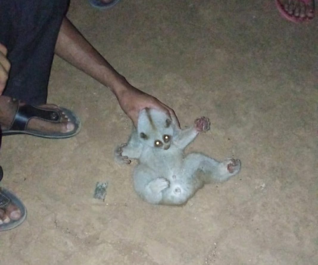 Slow loris electrocuted in Tura