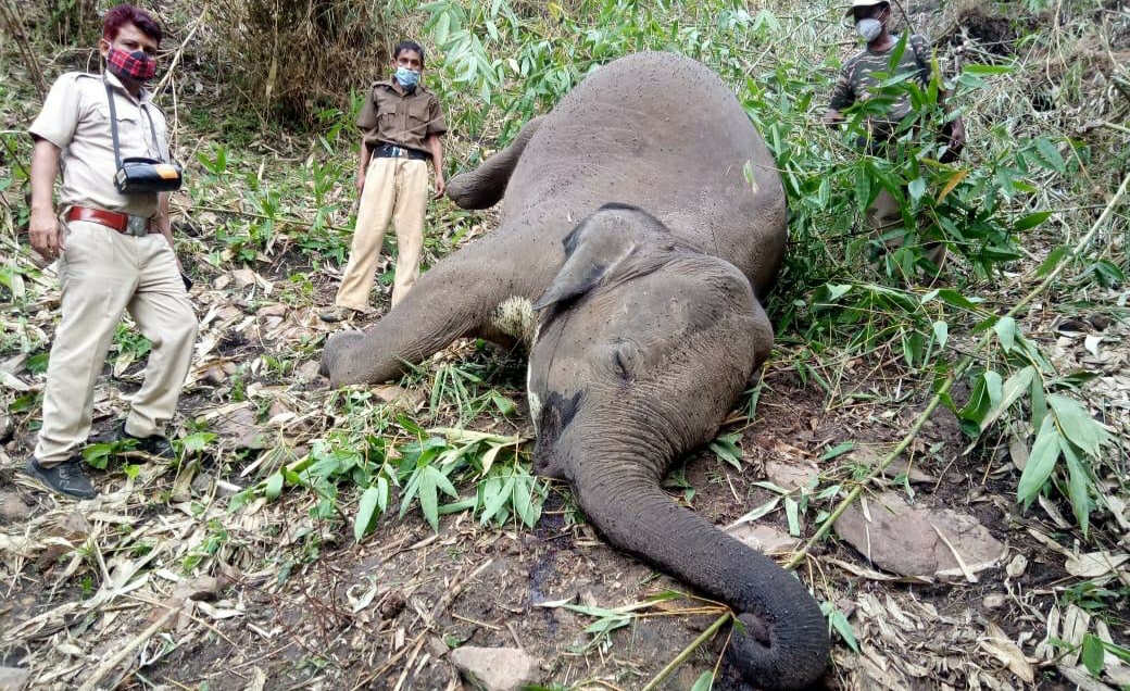 Assam Govt’s inability to furnish investigation report on death of 18 elephants irks activists