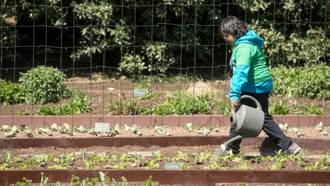 COVID-19 effect: Students actively taking up gardening for outdoor activity