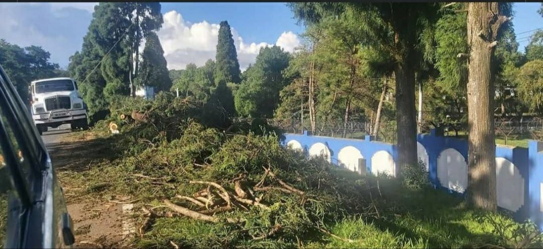 Social media in uproar over felling of English pines near Eastern Air Command