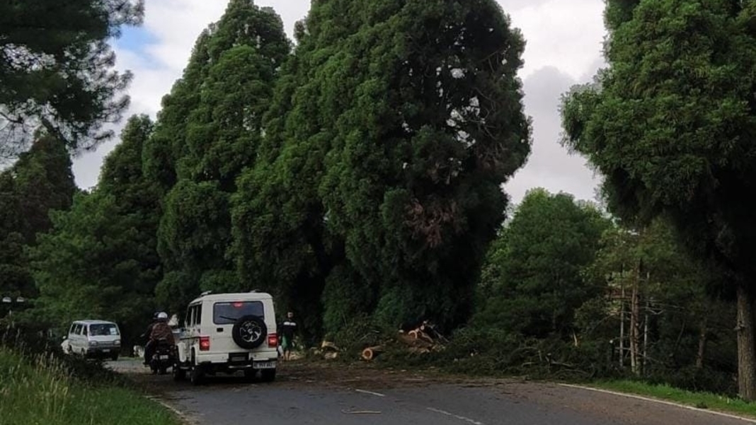 Conrad halts felling of iconic English pine trees at 7th Mile