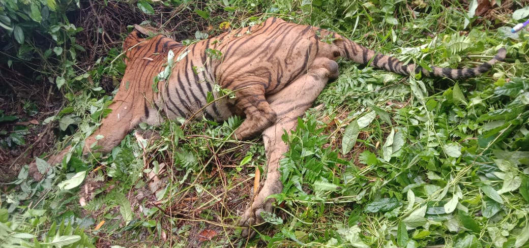 Assam: Tiger’s carcass with bullet injury found in outskirts of Kaziranga National Park