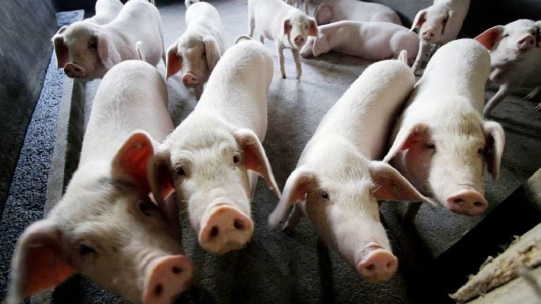 Mizoram-o African Swine Flu-ni a·sel mang 9,000 baten wakrang sidama