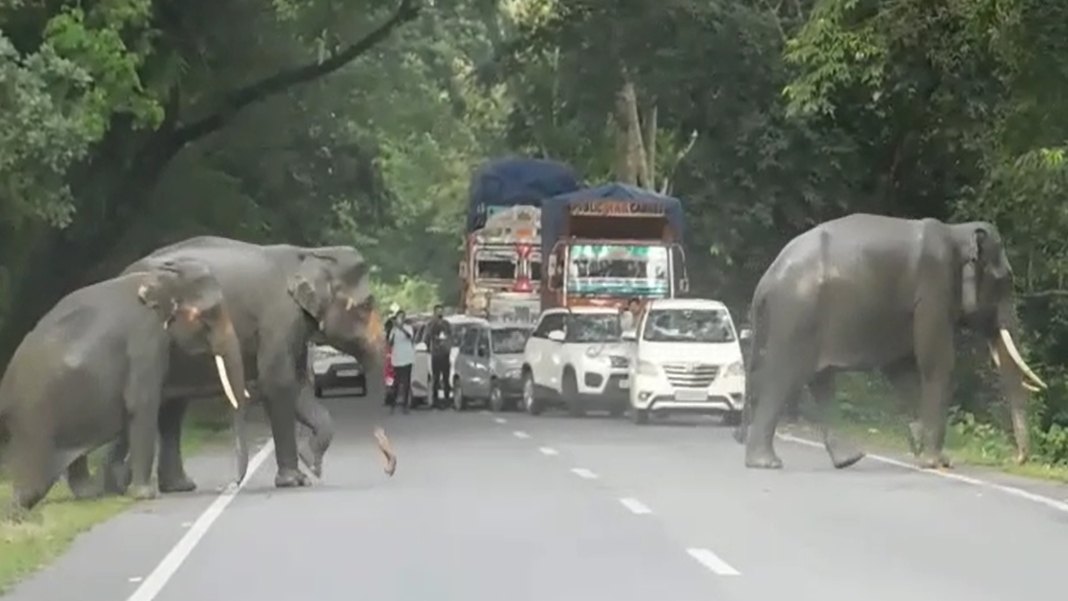 Assam: 70% of Kaziranga National Park submerged in Flood water