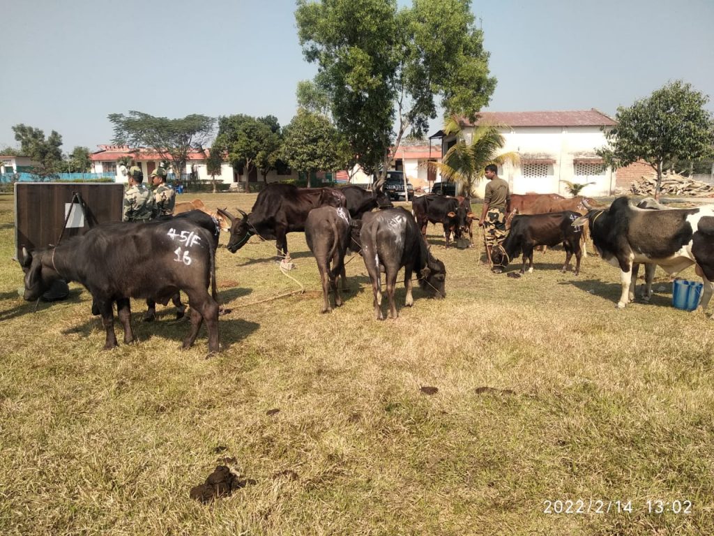 BSF Nabs Indian Cattle Smugglers At Indo-Bangladesh Border, Rescue 18 ...