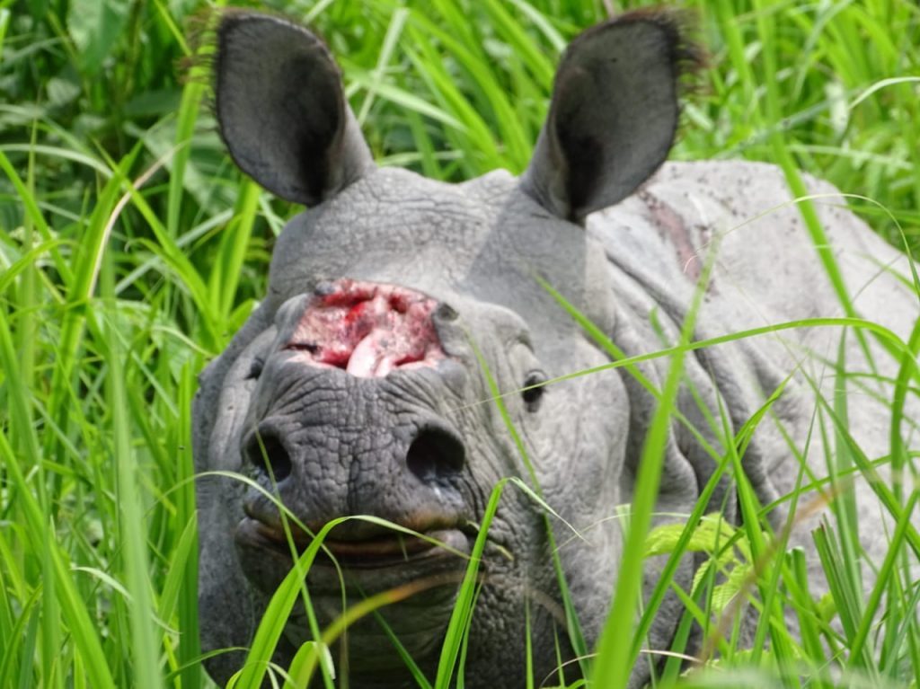 Poachers tranquillise rhino to remove horn in Assam