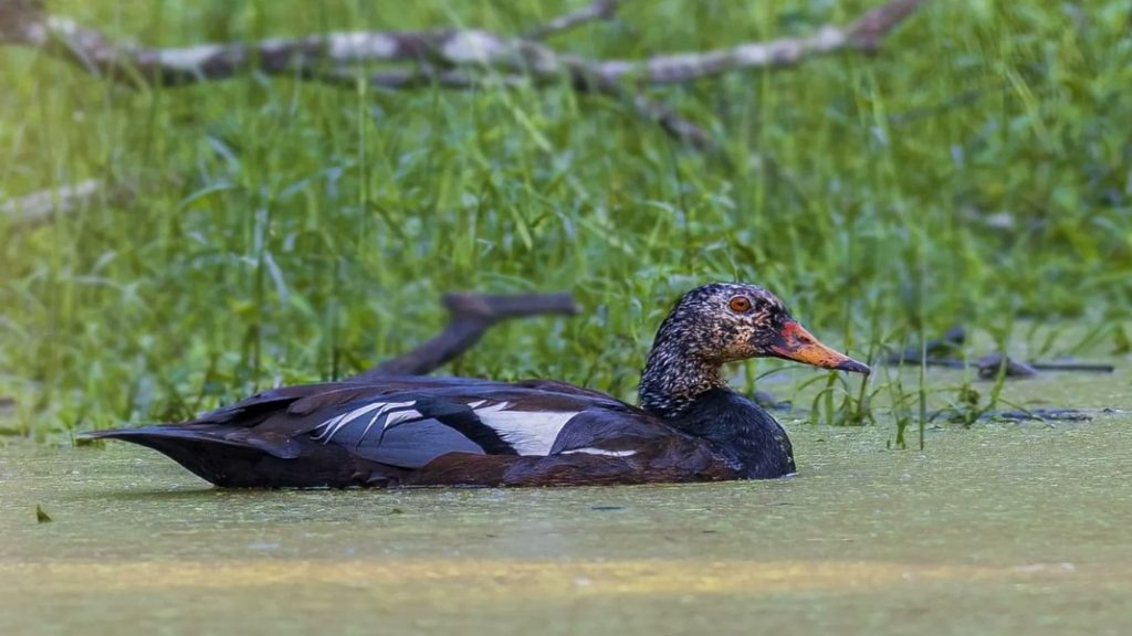 state-bird-of-assam-on-the-brink-of-extinction-due-to-climate-change