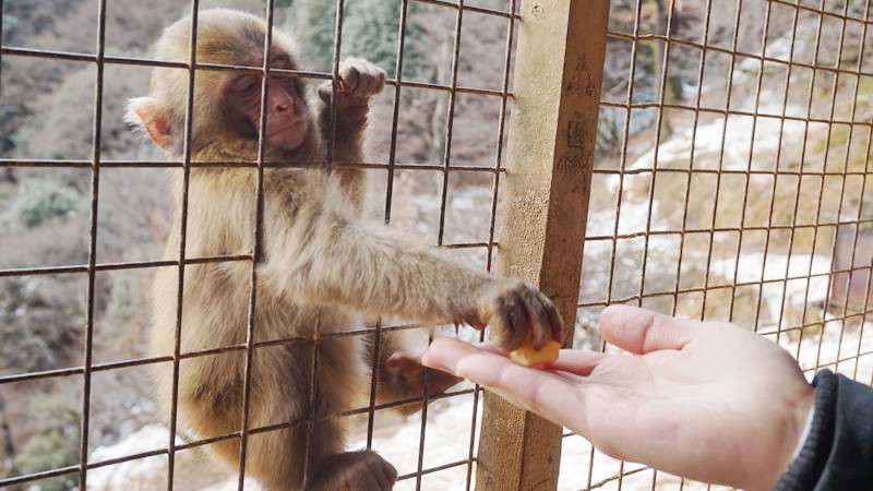 Sikkim: Feeding monkeys is now an 'offence'; violators to be fined Rs 5000