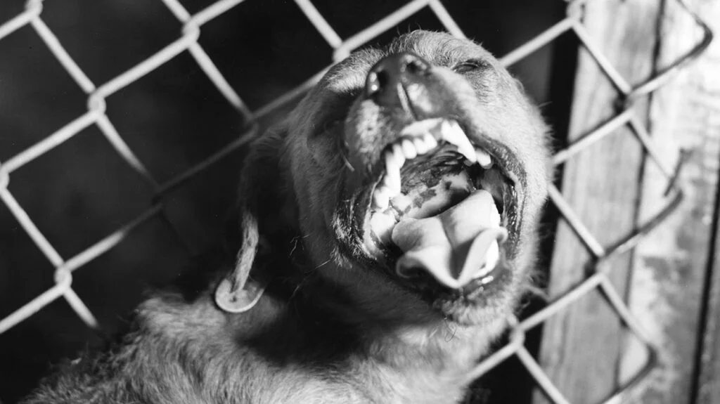 A horrifying case of death due to a rabid dog bite has come to the fore from West Garo Hills, which has brought to notice the need for immediate medical attention and rabies vaccinations in case of potential rabies exposure.