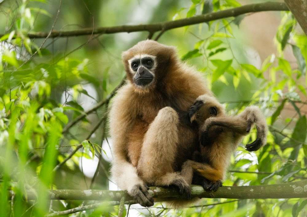 Assam: Barekuri's Hoolock Gibbon needs govt attention; conservation steps
