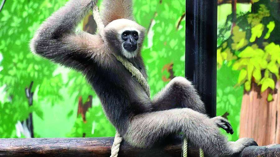 Assam: Barekuri's Hoolock Gibbon needs govt attention; conservation steps