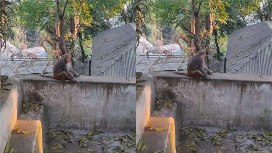 Monkey scare in Tura Town! Clever primate beats all efforts of forest officials