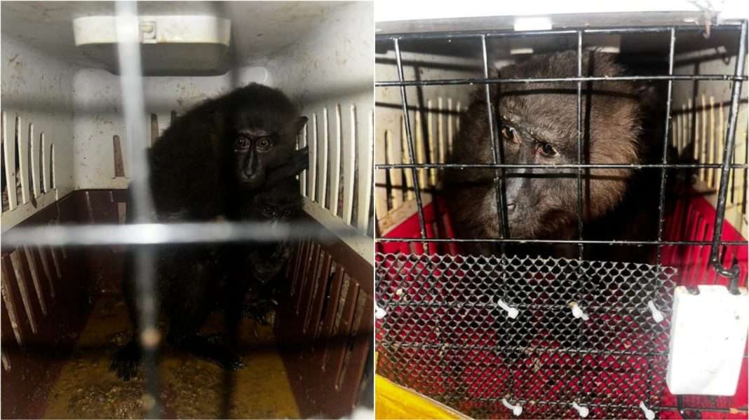 Exotic animals rescued in Assam, include rare monkeys and Black Gorillas