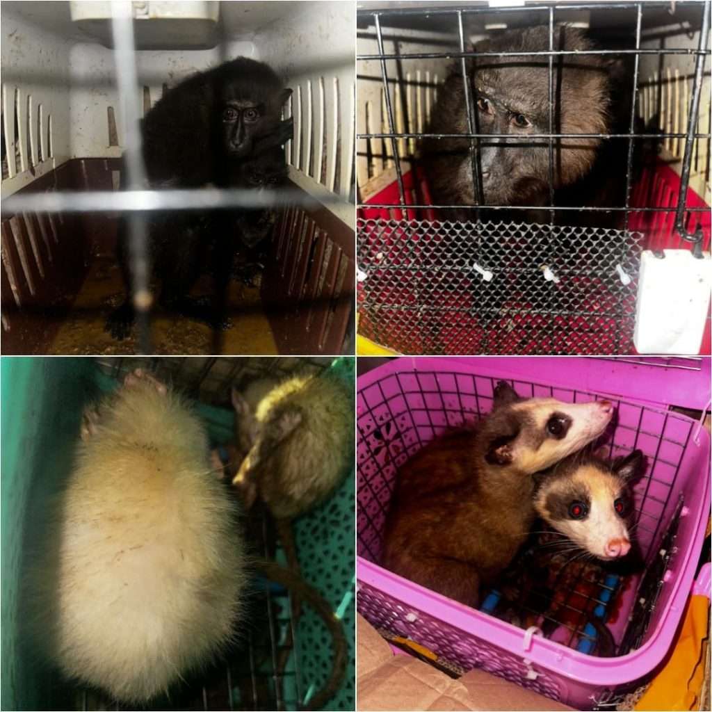 Exotic animals rescued in Assam, include rare monkeys and Black Gorillas