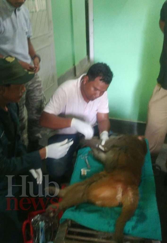 Monkey Terror ends in Tura: Monkey captured by Forest Department