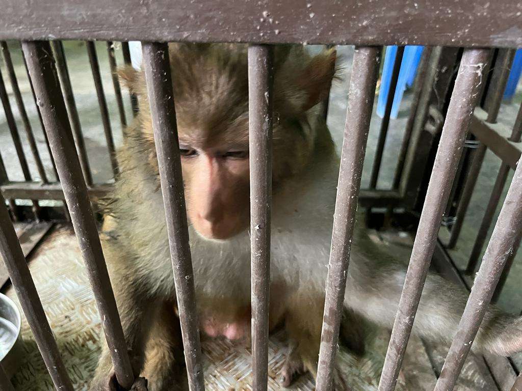 Monkey Terror ends in Tura: Monkey captured by Forest Department