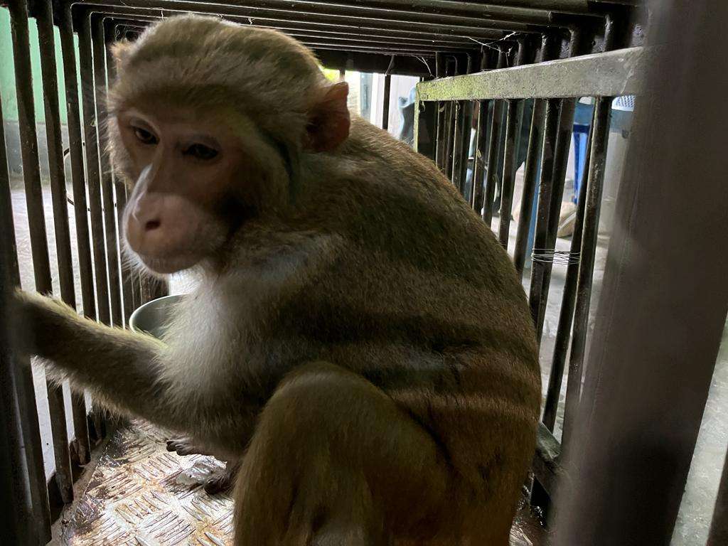 Lost from pack may have caused monkey to turn aggressive