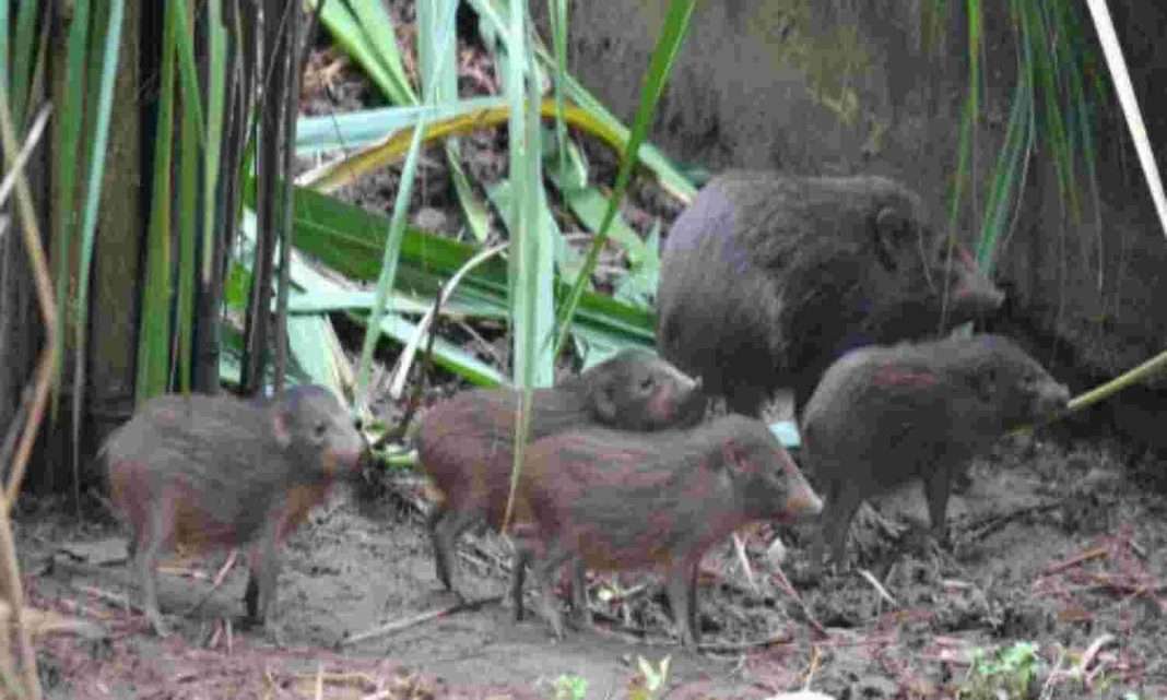 Assam: 18 pygmy hogs return to Manas National Park