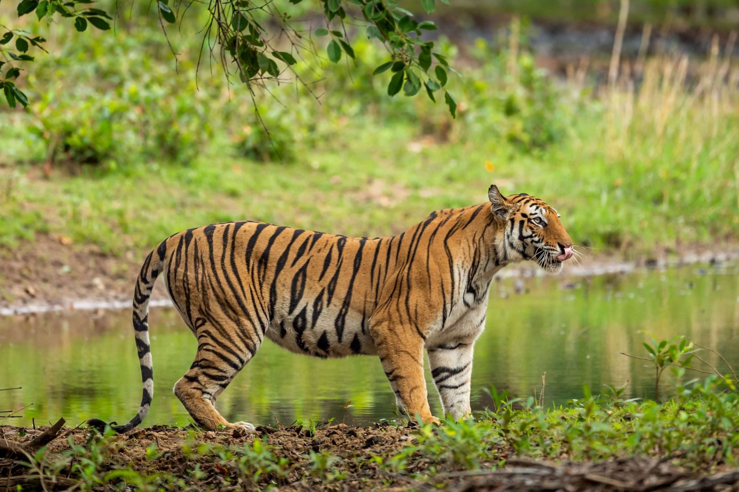 Special Force to protect tigers in three reserves in Arunachal Pradesh