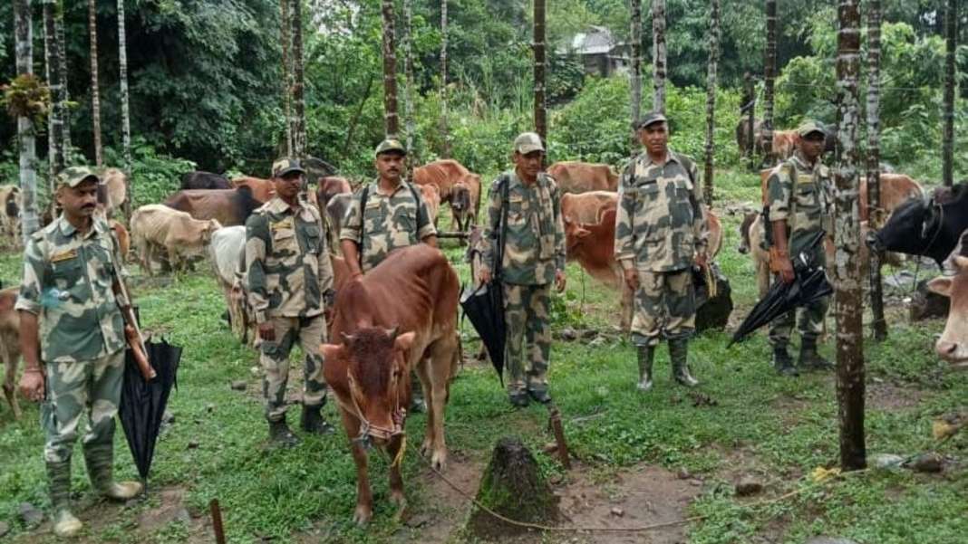Over 74 cattle rescued by BSF on Indo-Bangladesh border