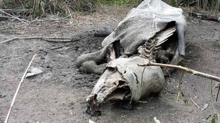 Assam: Forest patrolling party recovers carcass of rhino in Kaziranga NP