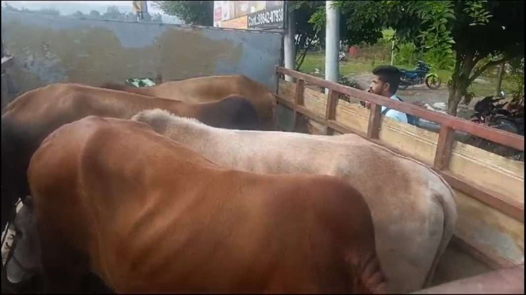 Assam: Bir Lachit Sena activist injured after illegal cattle ladden vehicle run over him in Kamrup