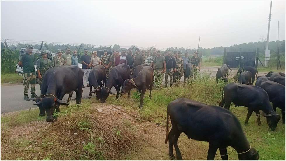 BSF Meghalaya rescues 70 cattle on international border