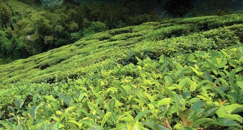 Manipur looks to combat poppy cultivation with tea plantation
