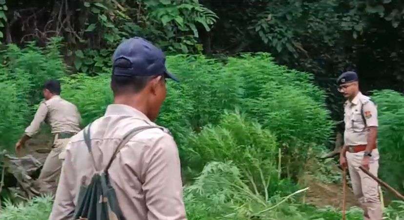 Tripura police destroy 30,000 marijuana plants in coordinated campaign ahead of Durga Puja