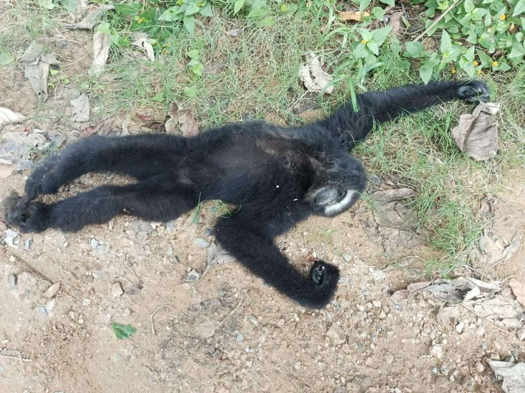 Hoolock Gibbon dies of electrocution in Tura, residents raise concerns over high tension wires