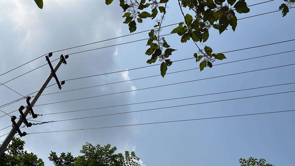 Hoolock Gibbon dies of electrocution in Tura, residents raise concerns over high tension wires