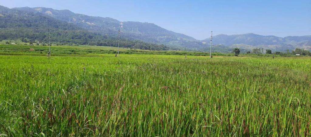 Paddy harvesting kicks off in strife-torn Manipur under security cover