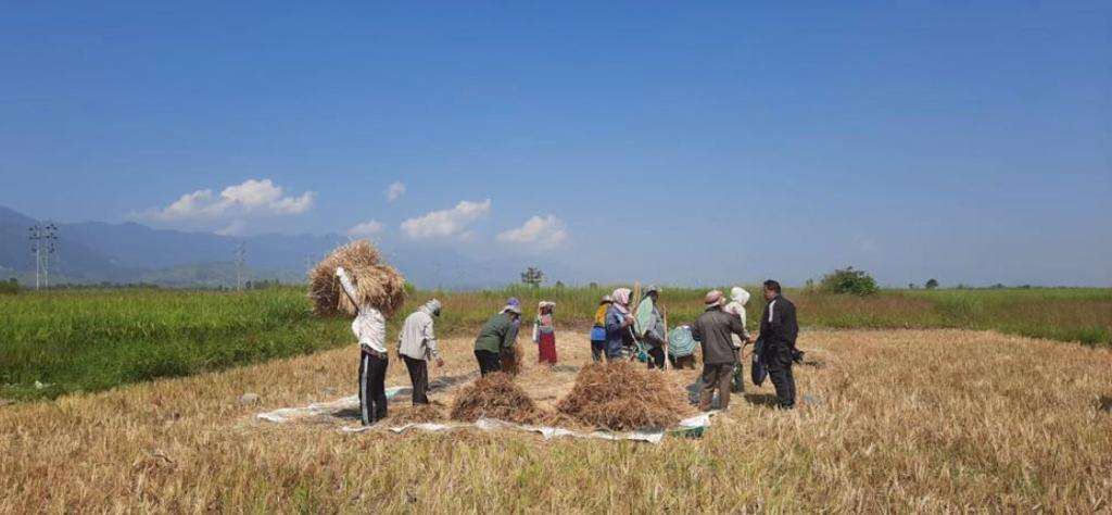 Paddy harvesting kicks off in strife-torn Manipur under security cover