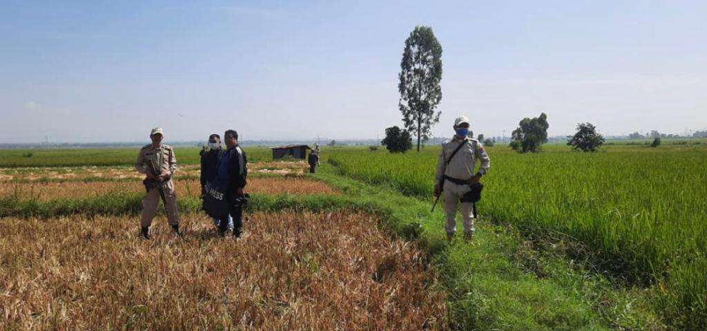 Paddy harvesting kicks off in strife-torn Manipur under security cover