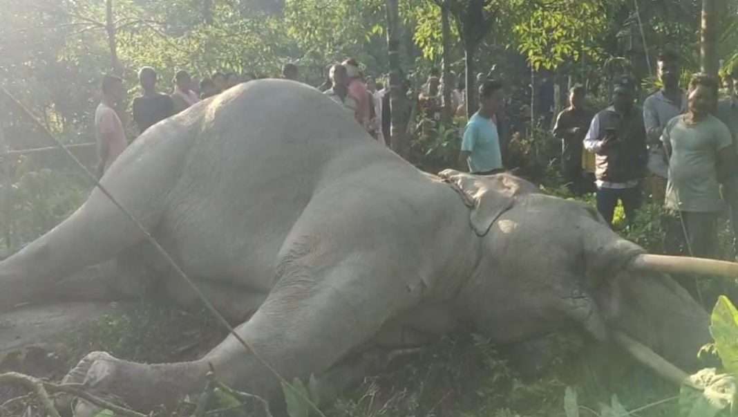 North Bengal: Adult male elephant dies due to electrocution in Alipurduar