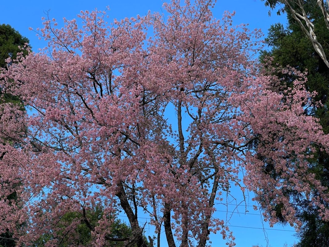 In Pics  Cherry trees blush pink as festive mood returns with pleasant  sunshine in Shillong - Hub News