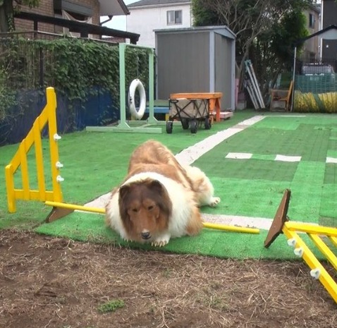 Offbeat: Japanese man's $14,000 dog makeover hits agility test bumps