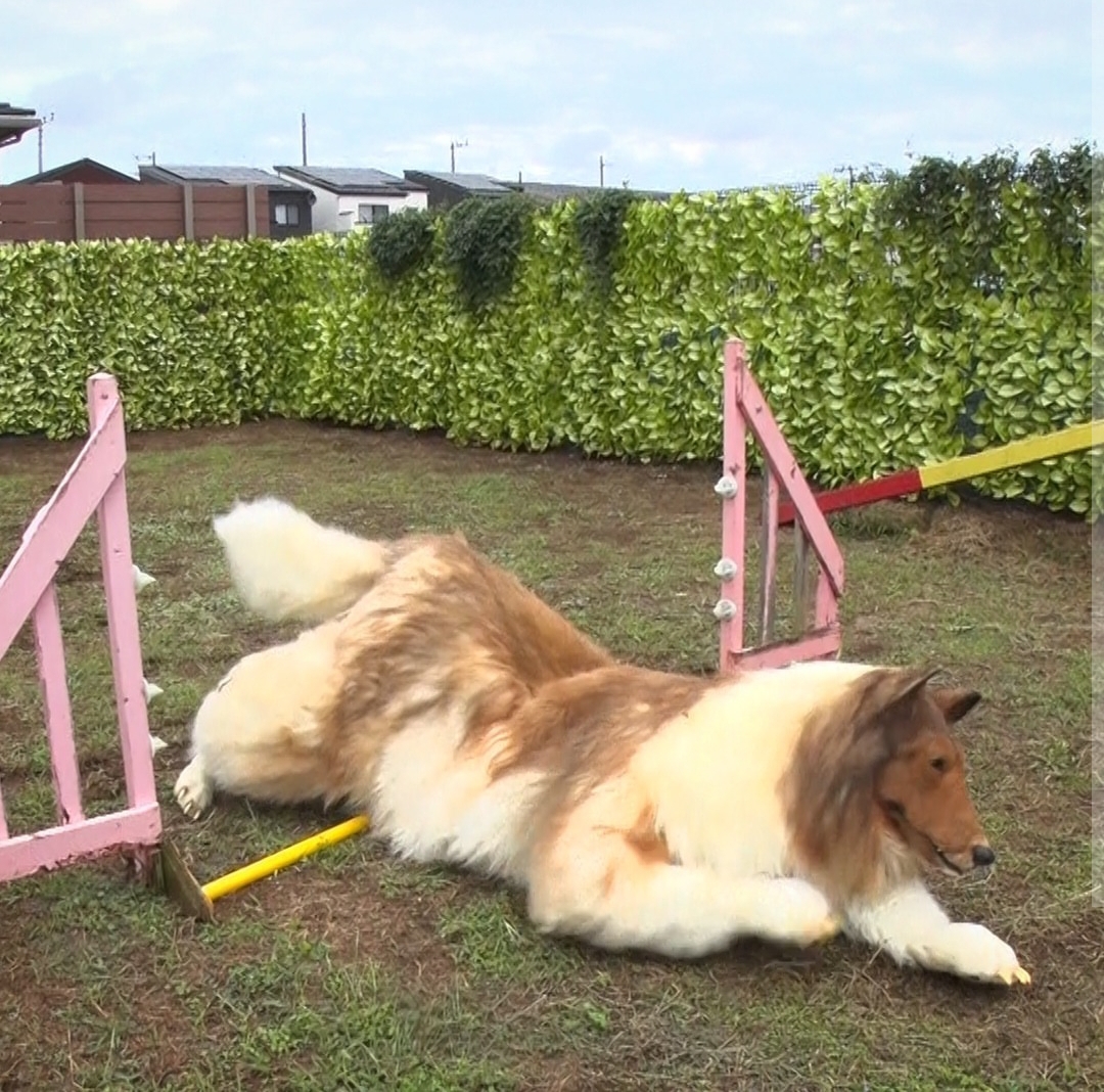 Offbeat: Japanese man's $14,000 dog makeover hits agility test bumps