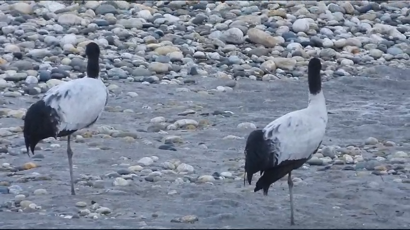 Arunachal Pradesh: Arrival of majestic black necked cranes brings joy to Zemithang Valley