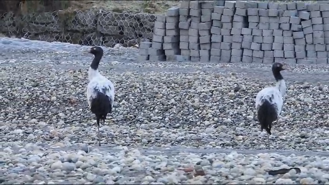 Arunachal Pradesh: Arrival of majestic black necked cranes brings joy to Zemithang Valley