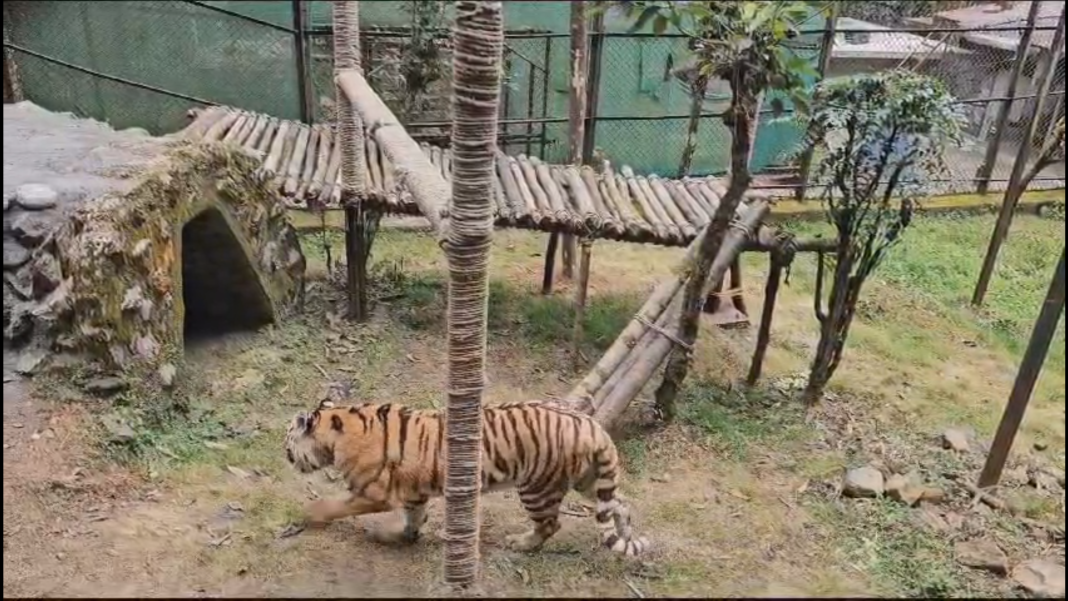 Siberian tigers return to Darjeeling's Padmaja Naidu Himalayan Zoological Park after 16 years