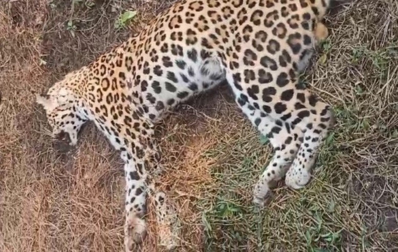 Lifeless bodies of two leopards found in Guwahati's Ganeshpara, foul play suspected