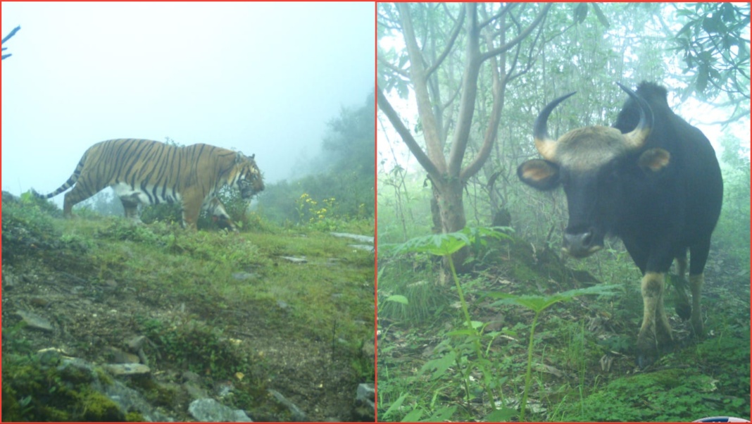 Sikkim sets national and world records: Tiger at 3,966m, Gaur at 3,568m altitude