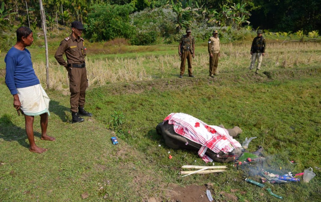 Tragic Discovery in Boko: Young elephant calf found dead near Assam-Meghalaya Border