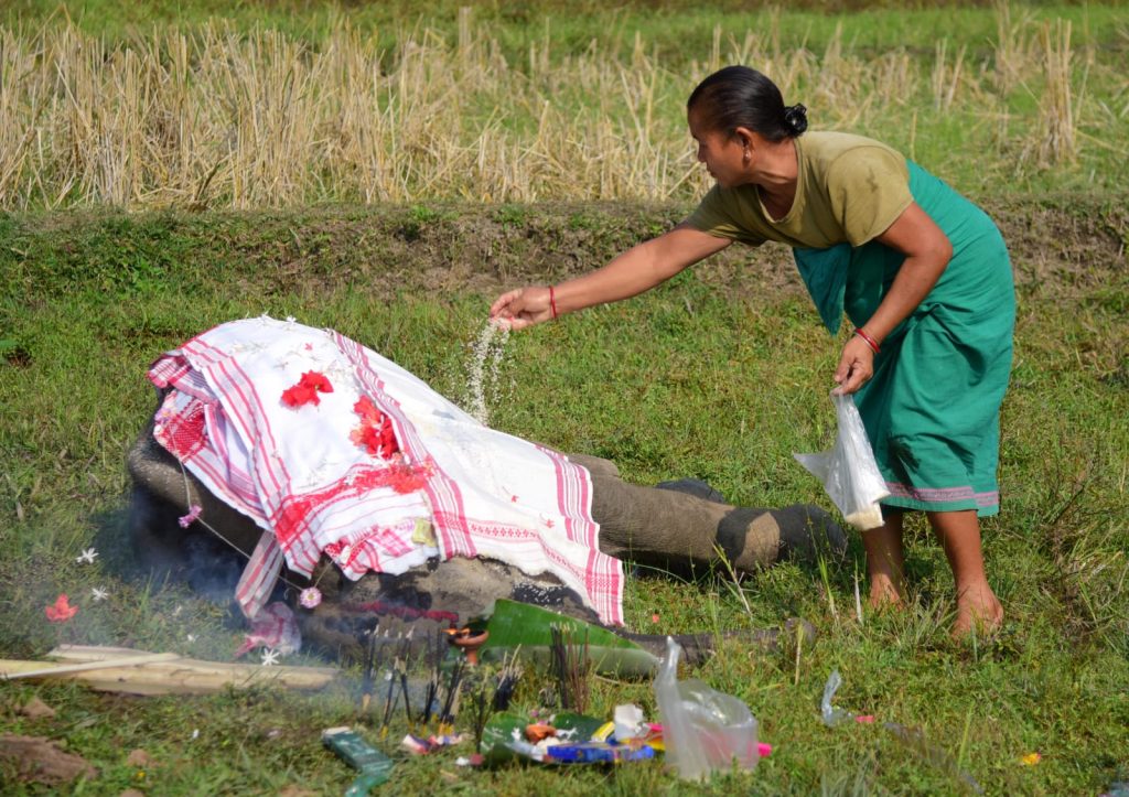 Tragic Discovery in Boko: Young elephant calf found dead near Assam-Meghalaya Border