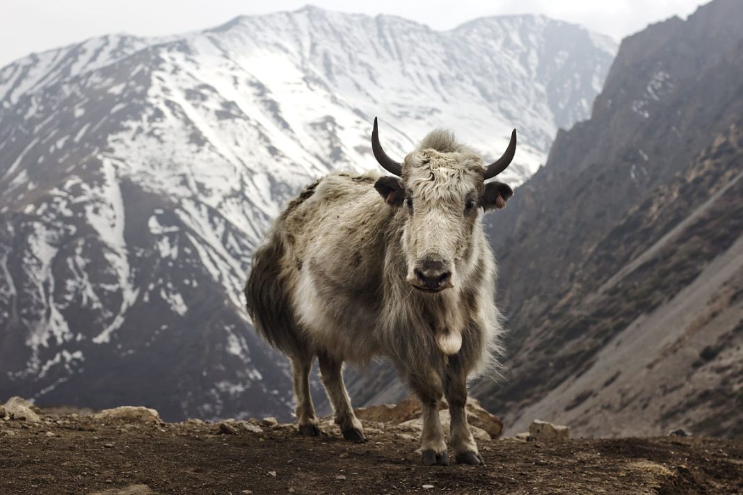 Good news for the people of Arunachal Pradesh because meat and milk products of yaks reared in high altitudes of Arunachal Pradesh may soon be sold under the banner of country's first co-operative society comprising yak rearers.