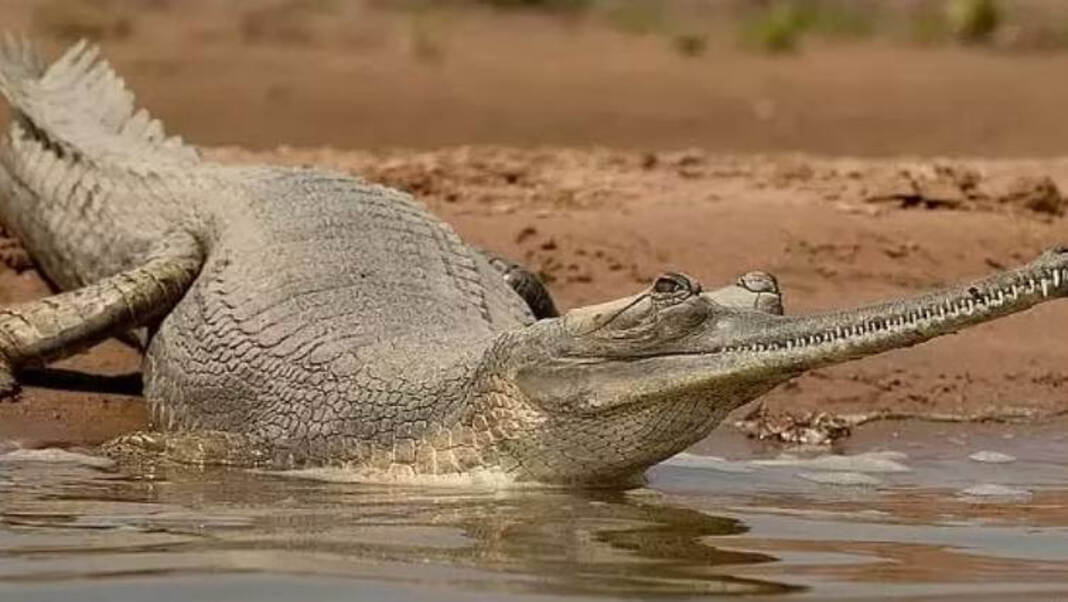 Endangered Indian gharial spotted in Kaziranga after 75 years 