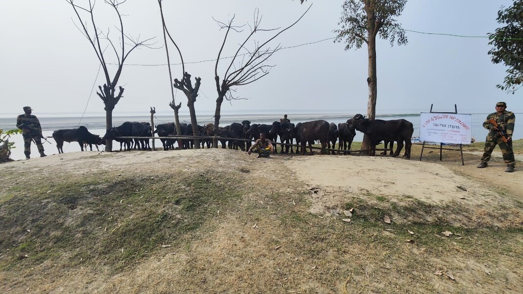 BSF nab cattle smugglers; seize 36 cattle in night operation
