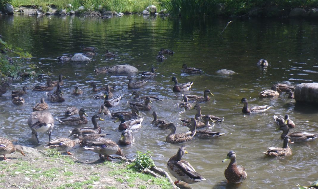 Water Birds