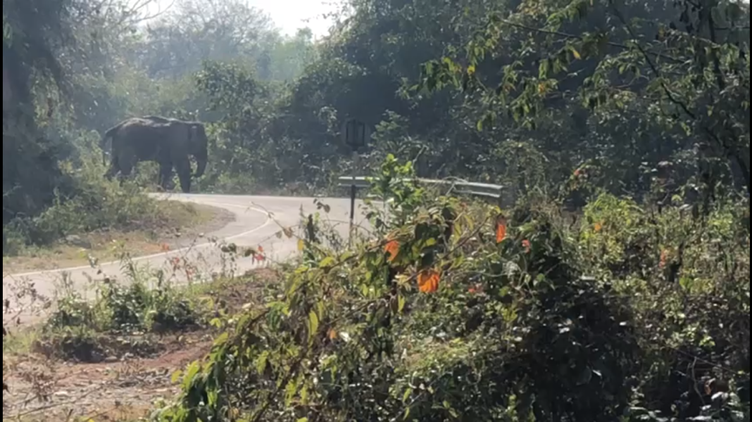 Narrow escape for Tura MBOSE team in encounter with wild elephants